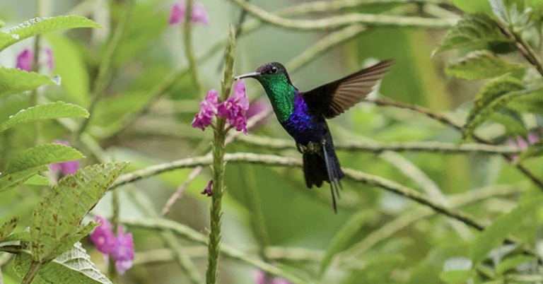 A hummingbird in flight feeds on porterweed flowers