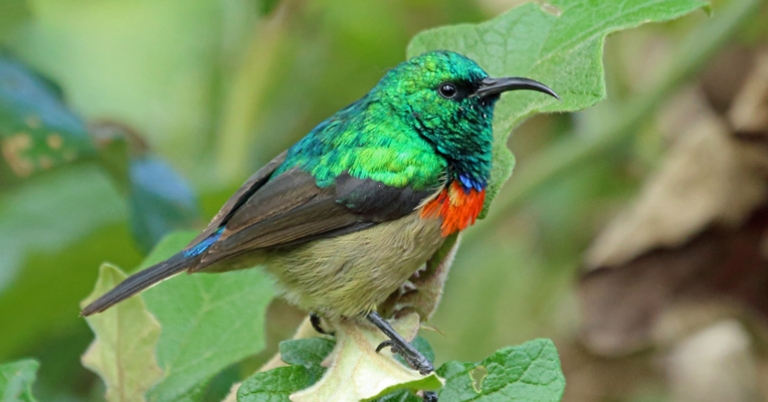 Eastern Double-collared Sunbird in Ngorongoro Crater by Nigel Voaden, CC BY SA 2.0