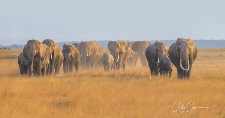 Herd of over ten elephants walking toward the camera