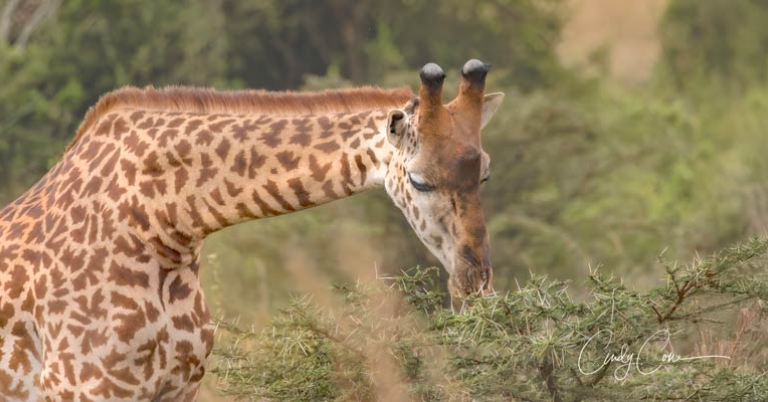 Giraffe with outstretched neck eating vegetation