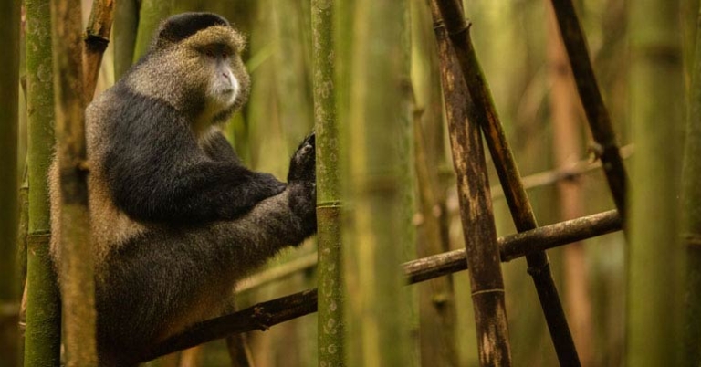 Monkey resting in tree