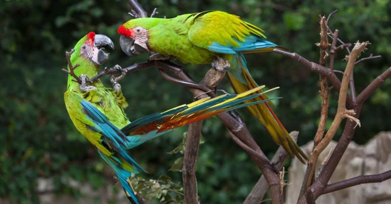 Two birds sitting on branches facing eachother