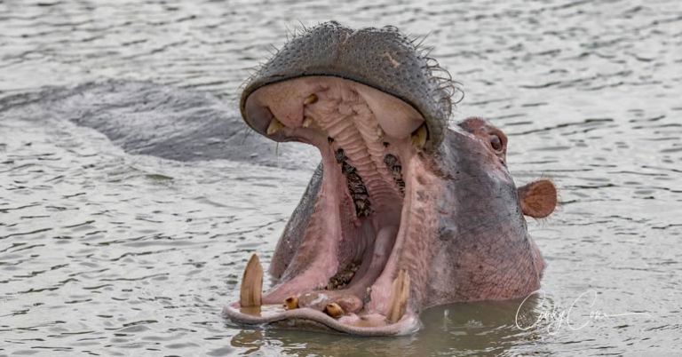Hippopotamus head above water with mouth wide open