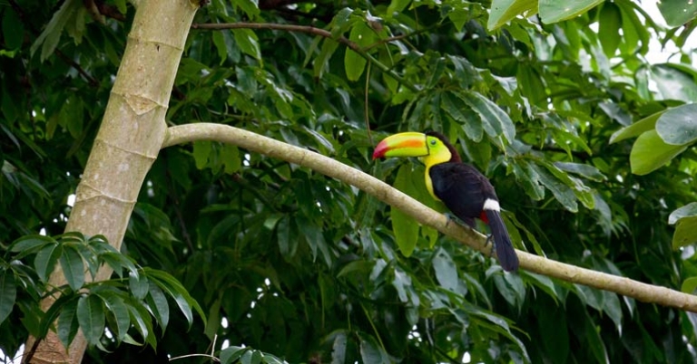 Toucan sitting on a tree branch