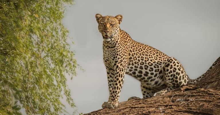 Leopard sitting on large tree branch 