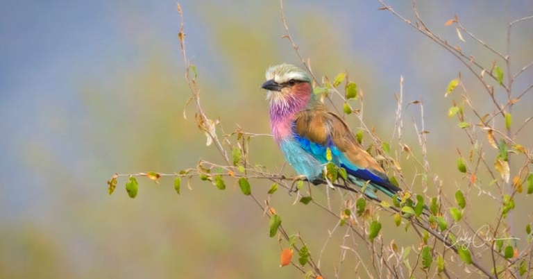 small, multicolored bird sitting on a branch