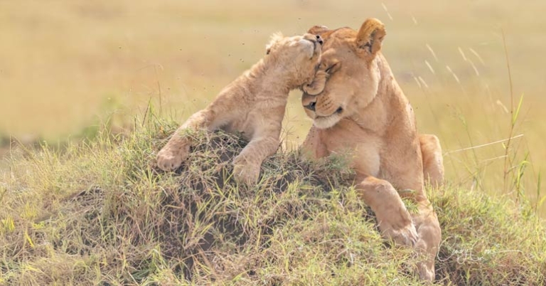 lion cub and lioness sitting on a grassy mound and nuzzling their heads together