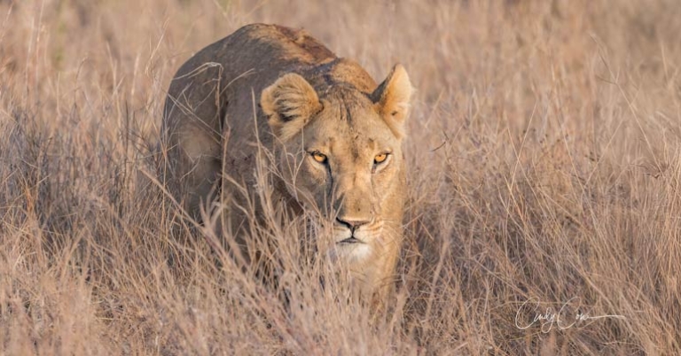 Lioness crouching in tall grass