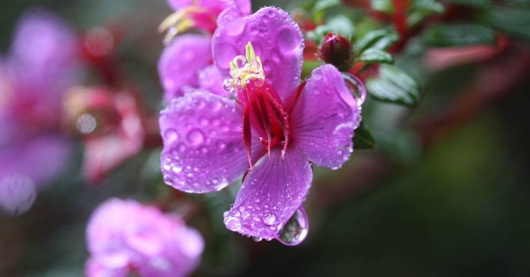 Closeup of a Monochaetum vulcanicum flower with dew on the petals