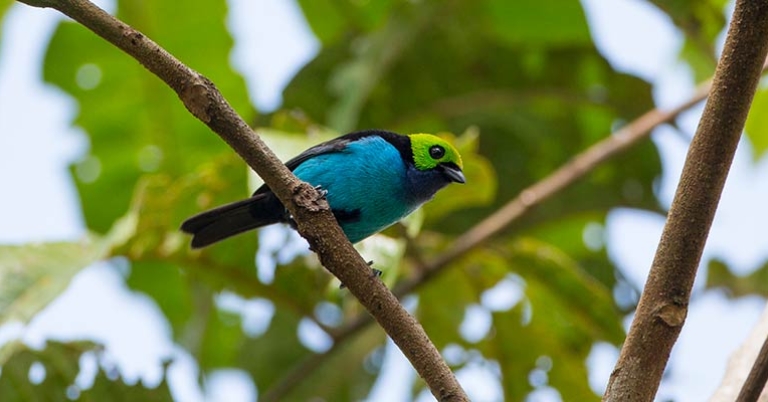 A Paradise Tanager perched on a branch