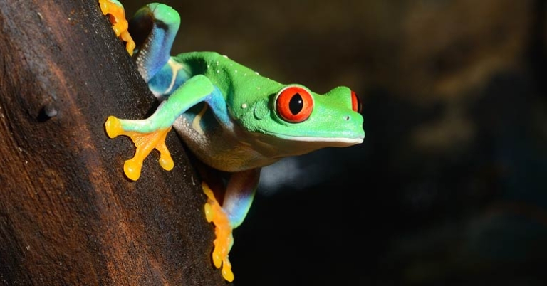 Close-up shot of frog