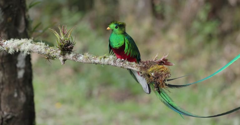 bird sitting on tree branch