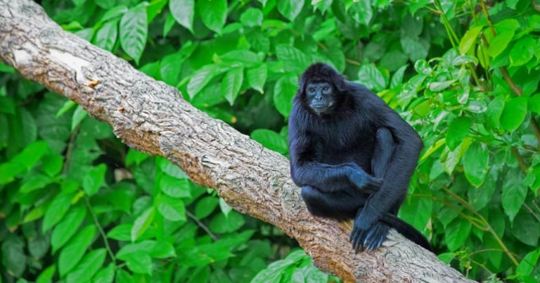 monkey sit on a large tree branch with leaves in the background