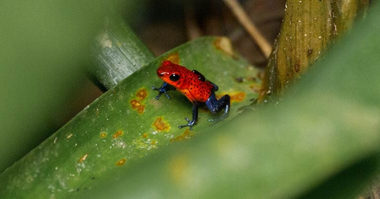Closeup of a poison dart frog on a leaf