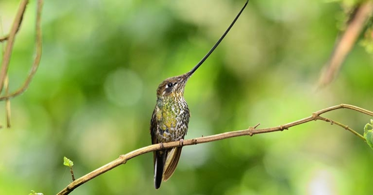 A Sword-billed Hummingbird perched on a branch