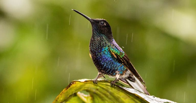 Velvet-purple Coronet hummingbird perched on a leaf with raindrops falling around it