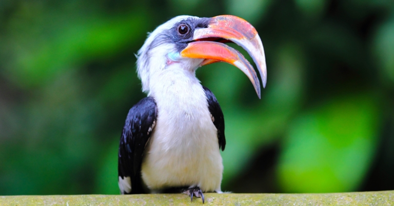 Von der Decken's Hornbill by Pa Van