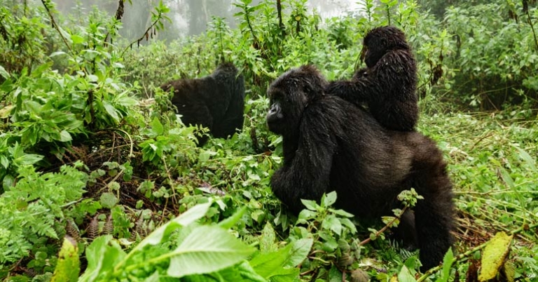 Two gorillas walk through brush, one with a baby gorilla on its back