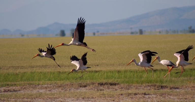 Yellow-billed Storks in Lake Manyara by Pelin Karaca