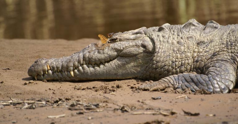 crocodile resting in the sand with a butterfly on its snout