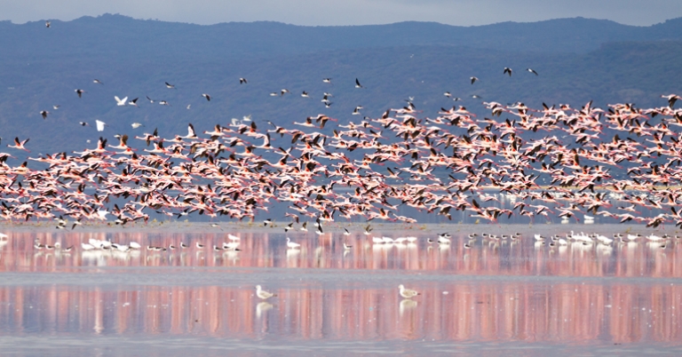 Flock of Flamingos in Lake Manyara