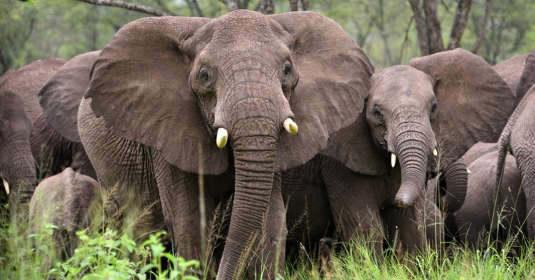 Herd of elephants in the Serengeti
