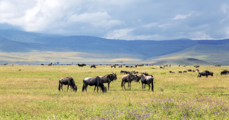Wildebeest in Ngorongoro Crater