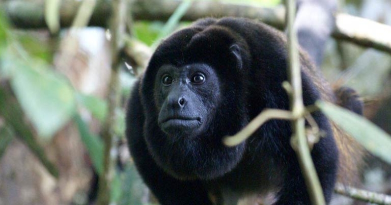 close up of a howler monkey's face