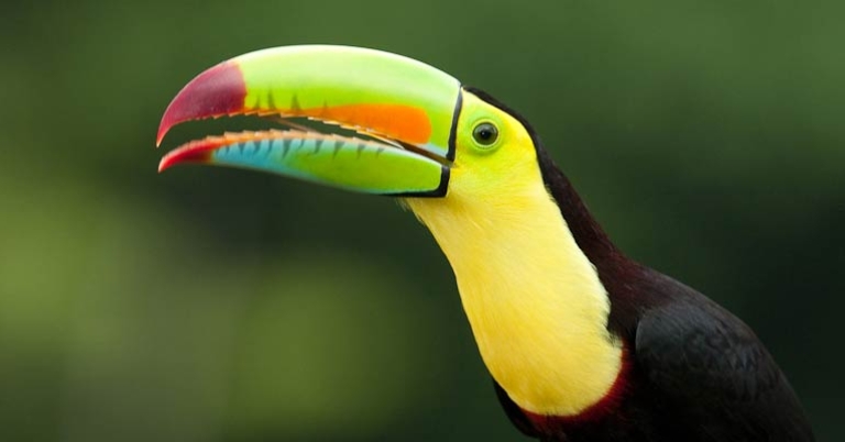 Close up of a toucan