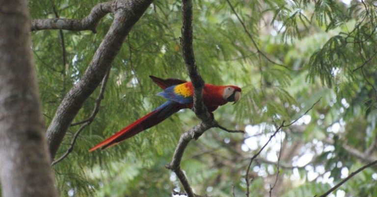 bird sits on a branch in a tree