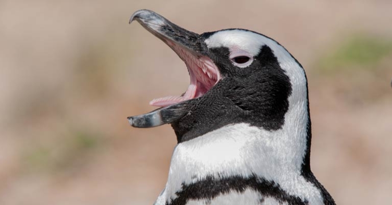close-up of a penguin with its beak open