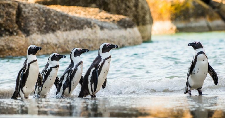 five penguins on a beach