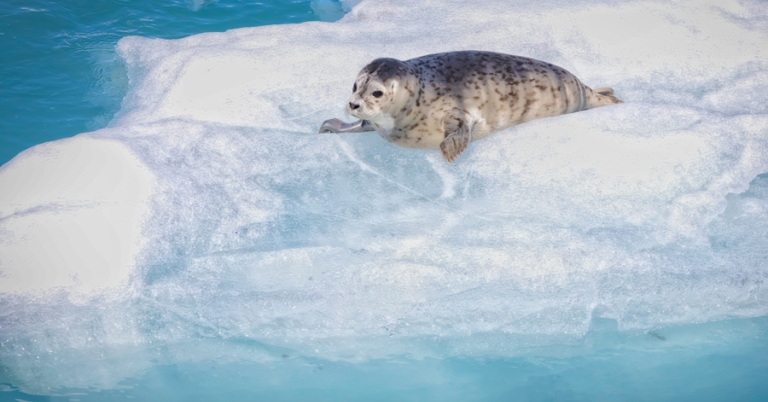 Harbor seal in Alaska