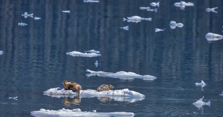 Harbor seals in Alaska