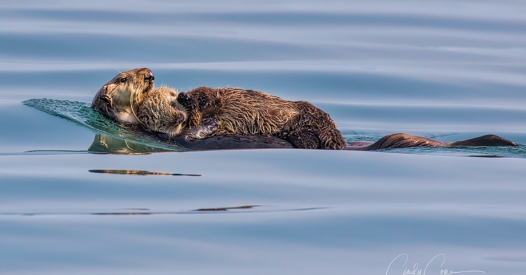 Sea otters in Alaska