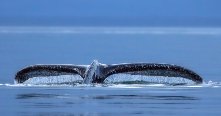 Whale watching in Alaska
