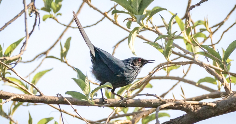 Blue Mockingbird on a branch