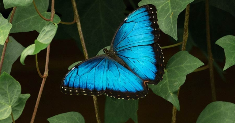 Blue morpho butterfly