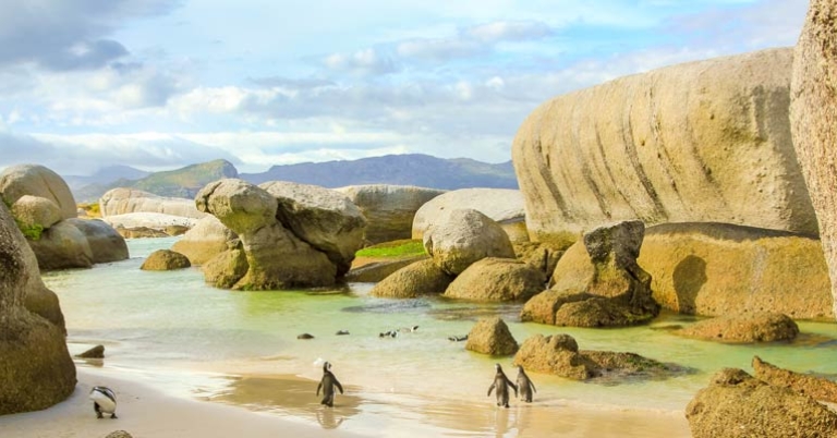 Landscape view of beach with large boulders and four penguins