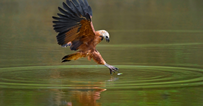 Black-collared Hawk hovering above water at Three Brothers River in the Pantanal, Brazil