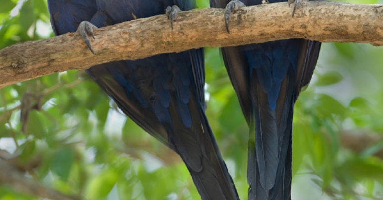Hyacinth Macaws on a branch in the Pantanal