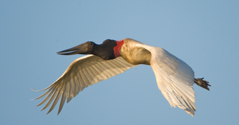 Jabiru in flight