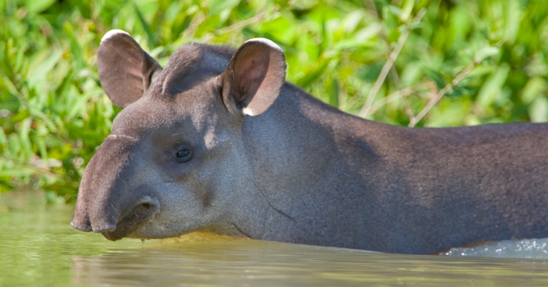 South American tapir swimming in the Pantanal