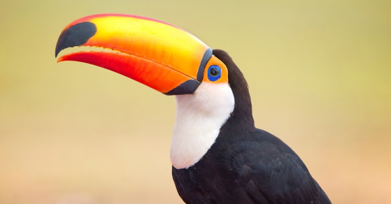 Toco Toucan among flowers in the Pantanal