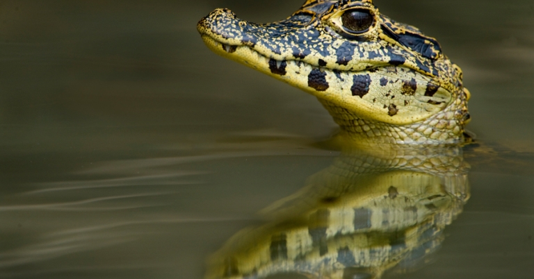 Young yacare caiman swimming in the Pantanal