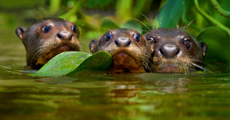 Giant otters swimming in the Pantanal