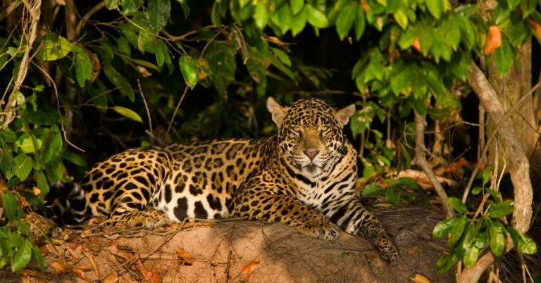 Jaguar resting on a river bank in the Pantanal