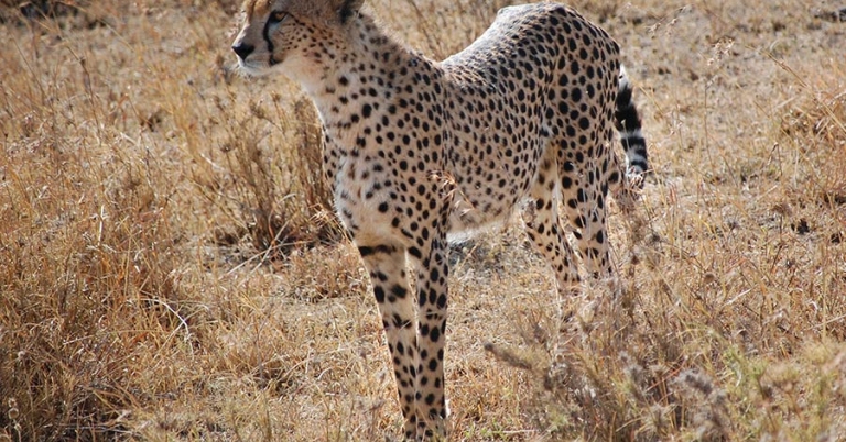 A cheetah standing in dry grass
