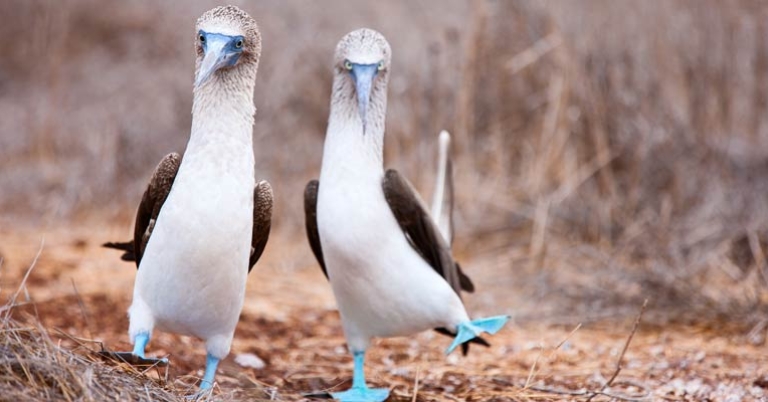 two birds stand side by side on the ground each with one foot raised