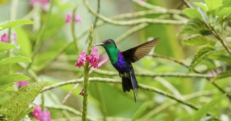 A hummingbird in flight feeds on porterweed flowers